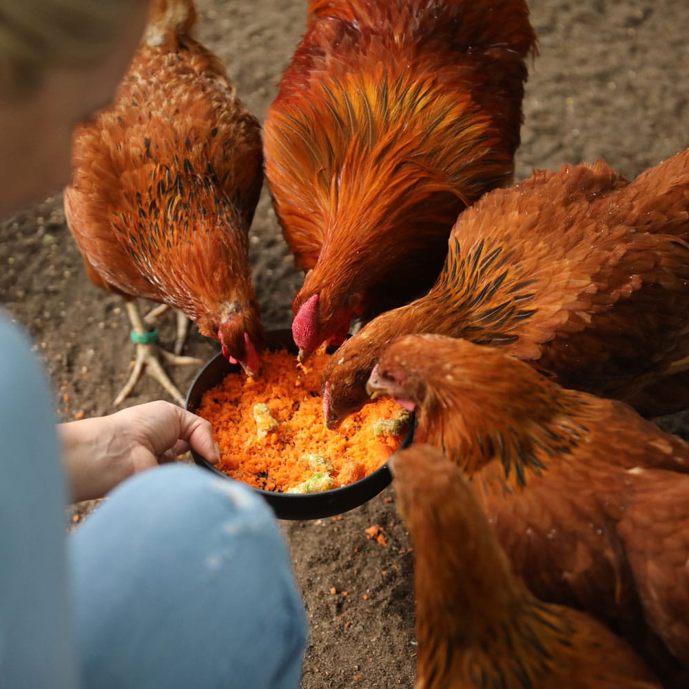 Natürliche Fütterung, Hühner werden mit Karotten gefüttert