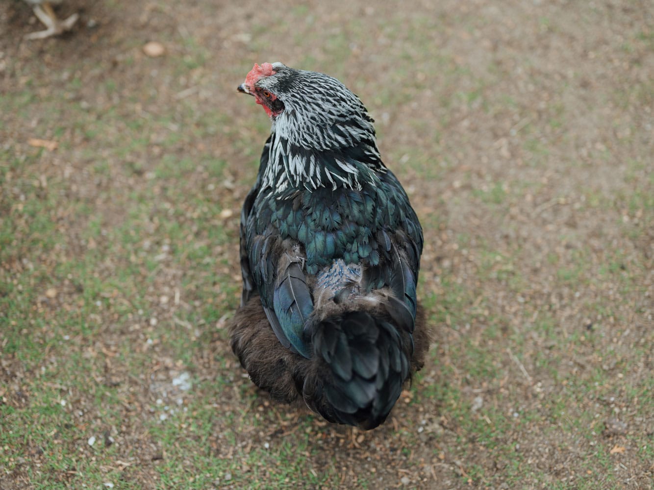 von Federpracht bis Mauserzeit, Beitragsbild