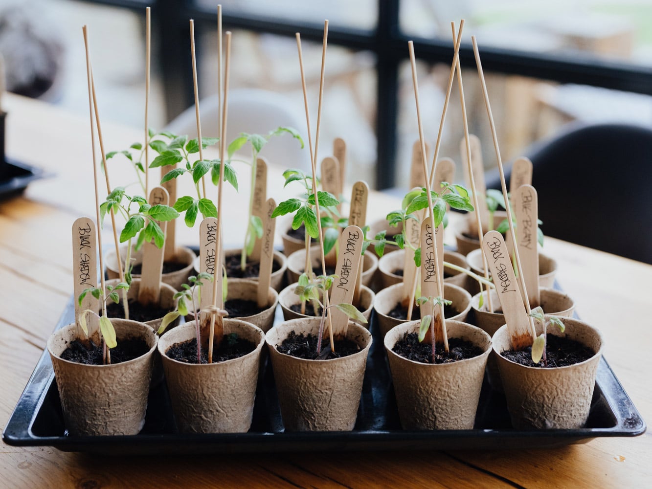 Anzucht für Kinder Beitragsbild