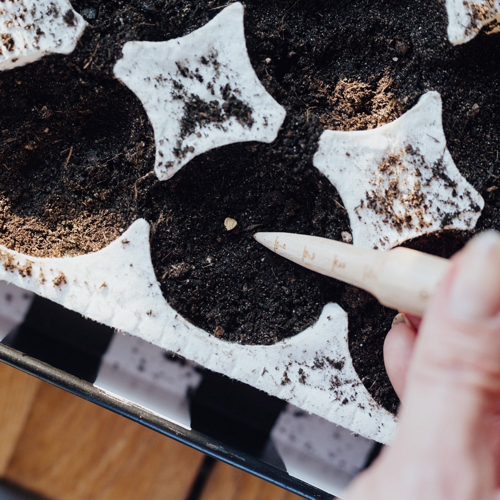 Anzucht für Kinder, Pikierstab in Erde