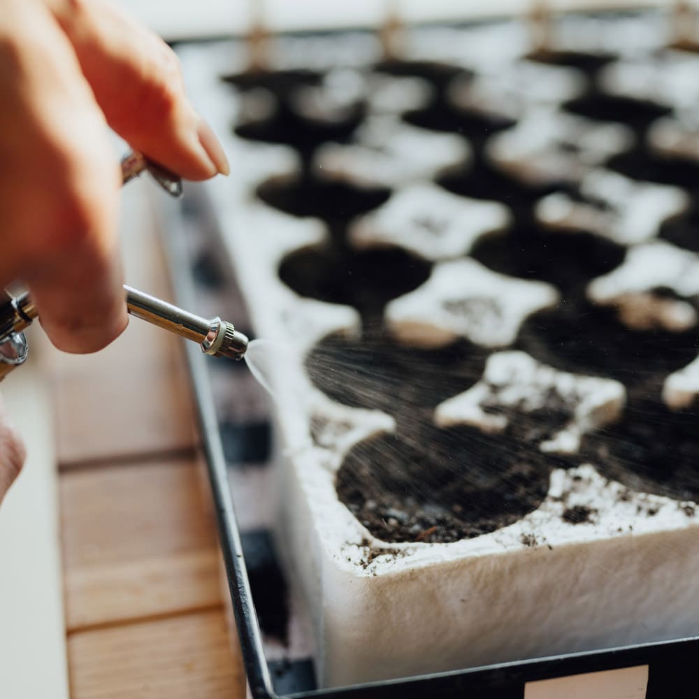 Anzucht für Kinder, Erde mit Wasser besprühen