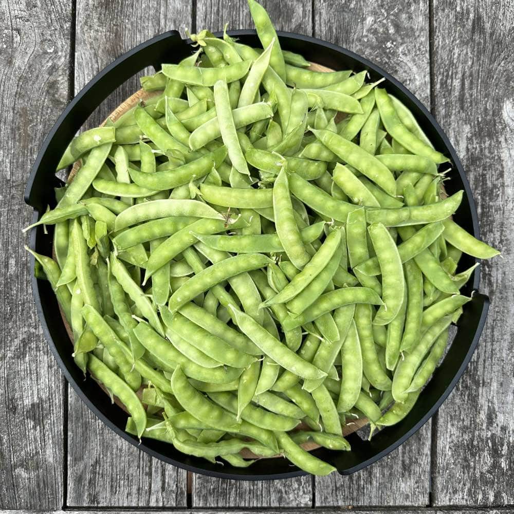 Homefarming Erbse Norli