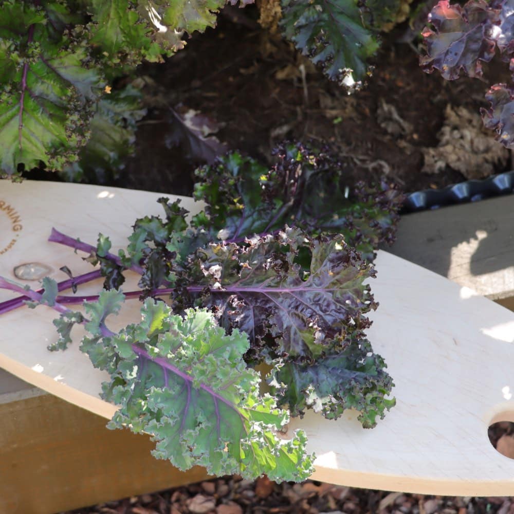 Homefarming Grünkohl Rosco