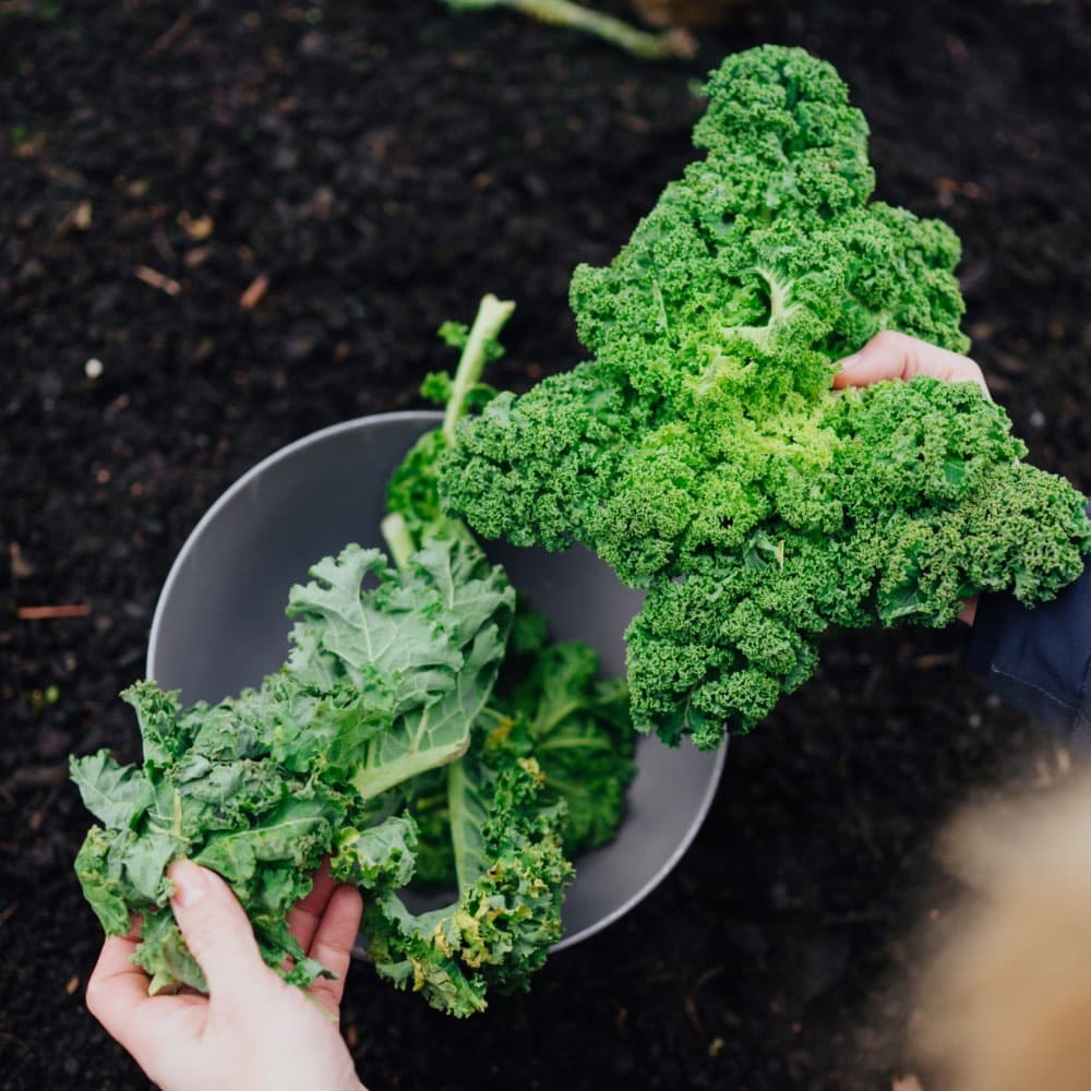 Homefarming Grünkohl halbhoher grüner krauser