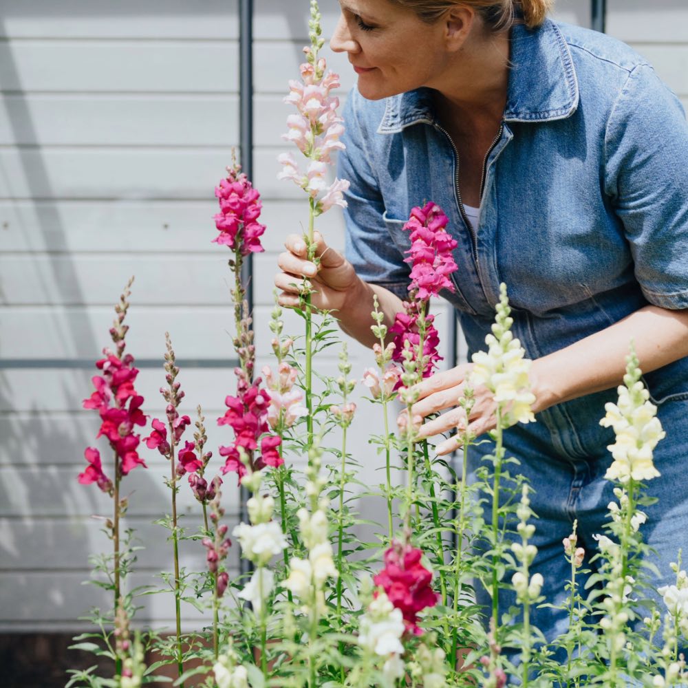 Homefarming Löwenmäulchen