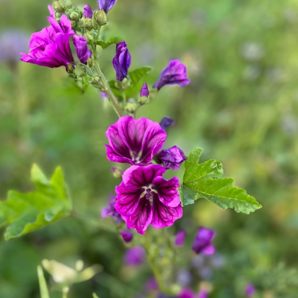 Homefarming Malve Mauntanica