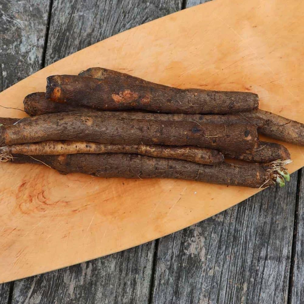 Homefarming Schwarzwurzel