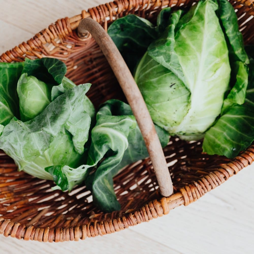 Homefarming Spitzkohl