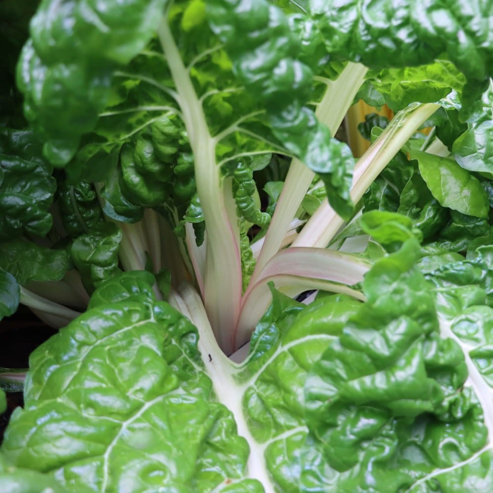 Homefarming White silver