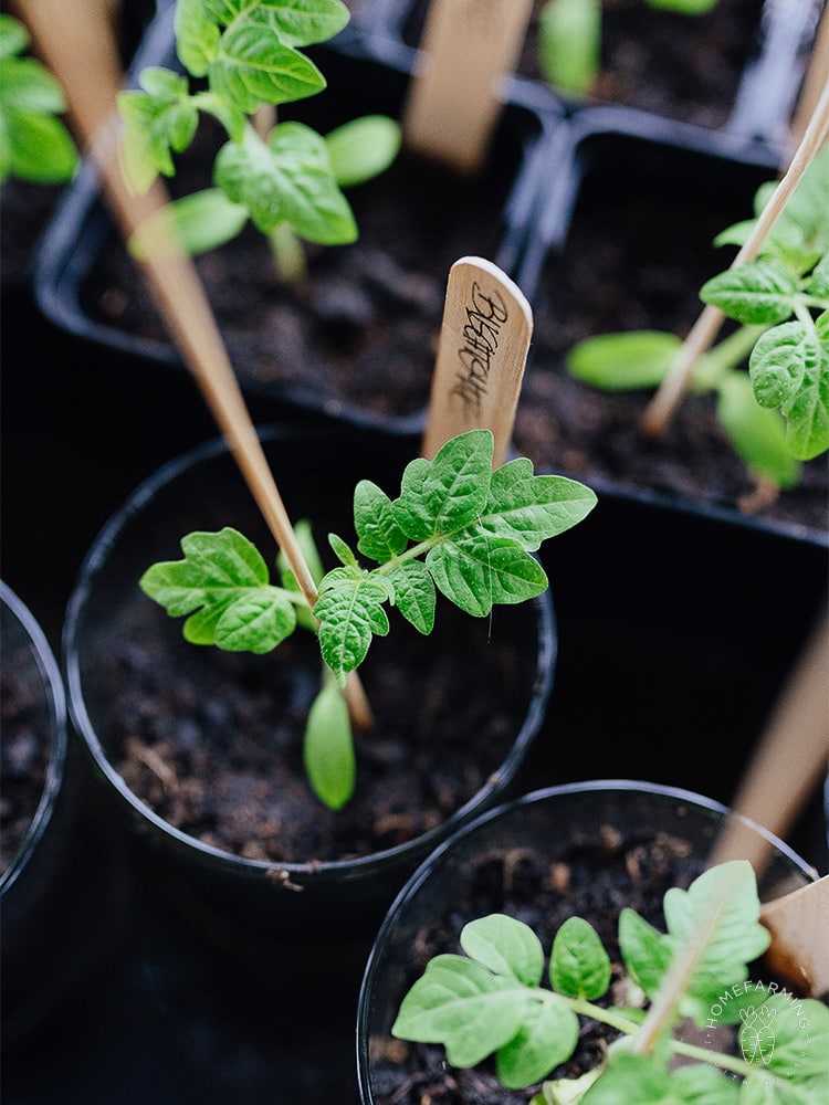 Tutorial Start Tomaten