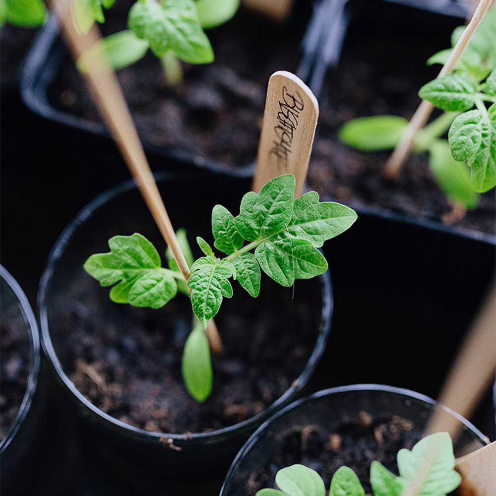 Tomatenanzucht Video Box