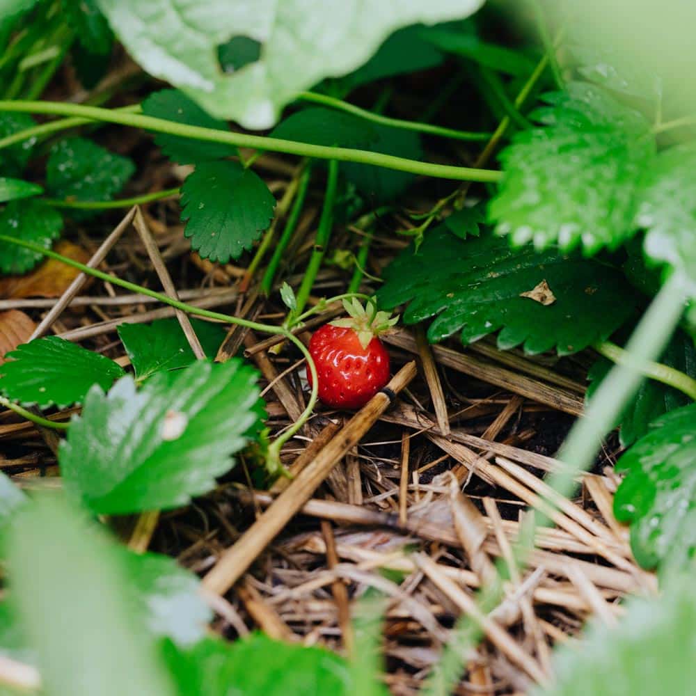 Kinderbeitrag Erdbeeren, am Strauch