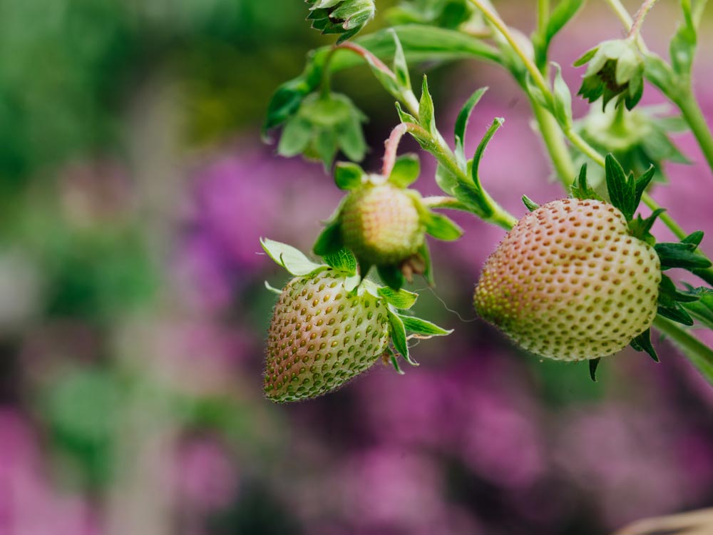 Kinderbeitrag Erdbeeren, Aufmacher