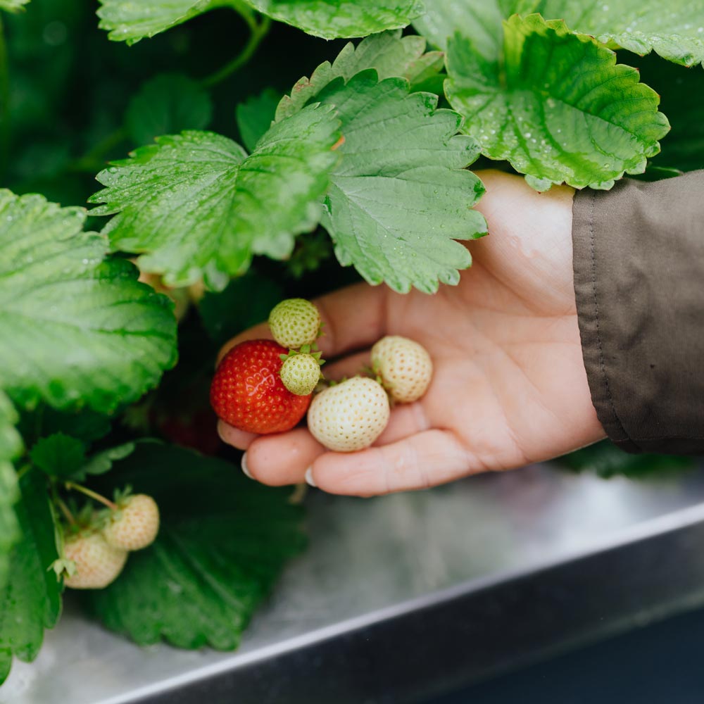 Kinderbeitrag Erdbeeren, Judith hält Erdbeeren