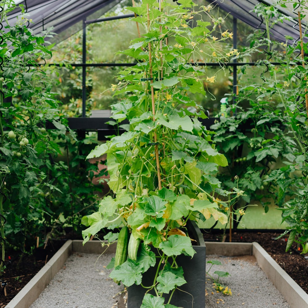 Kalthaus vs Warmhaus